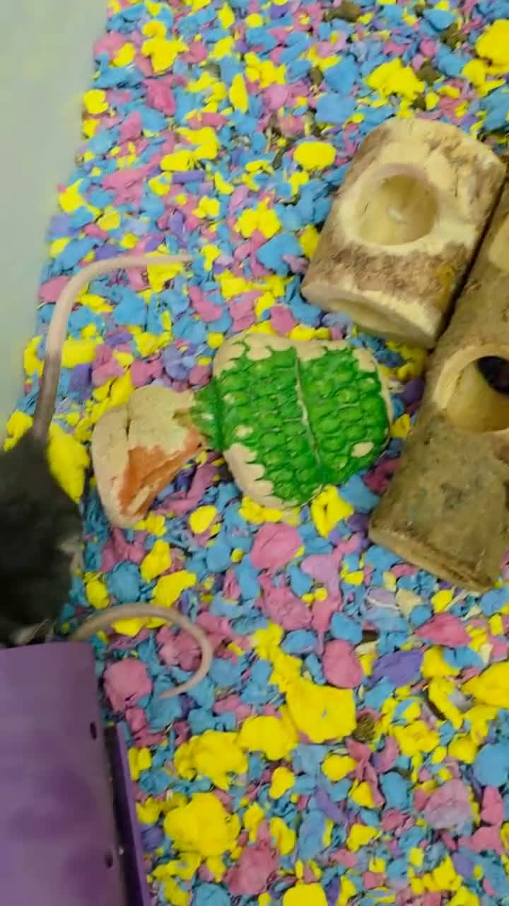 Rat rodents for sale: Adorable baby female rats - Video 1