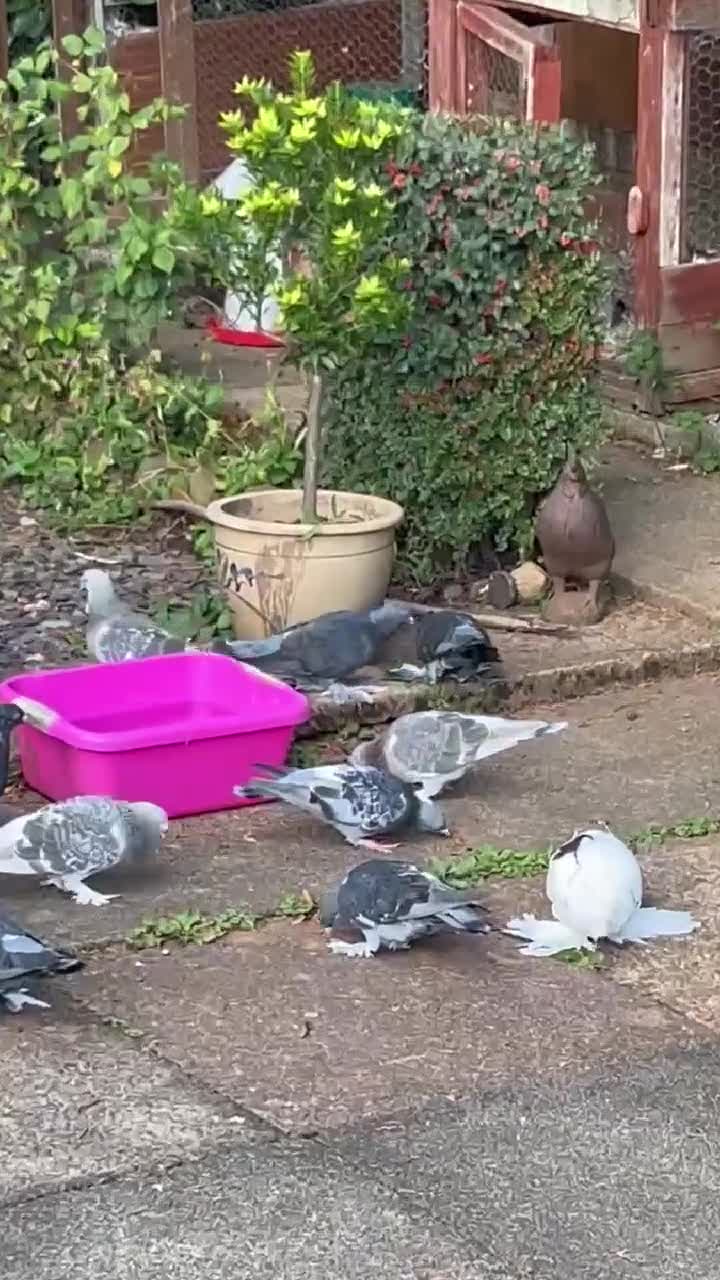 Pigeons birds for sale: Pigeons for sale - Video 1