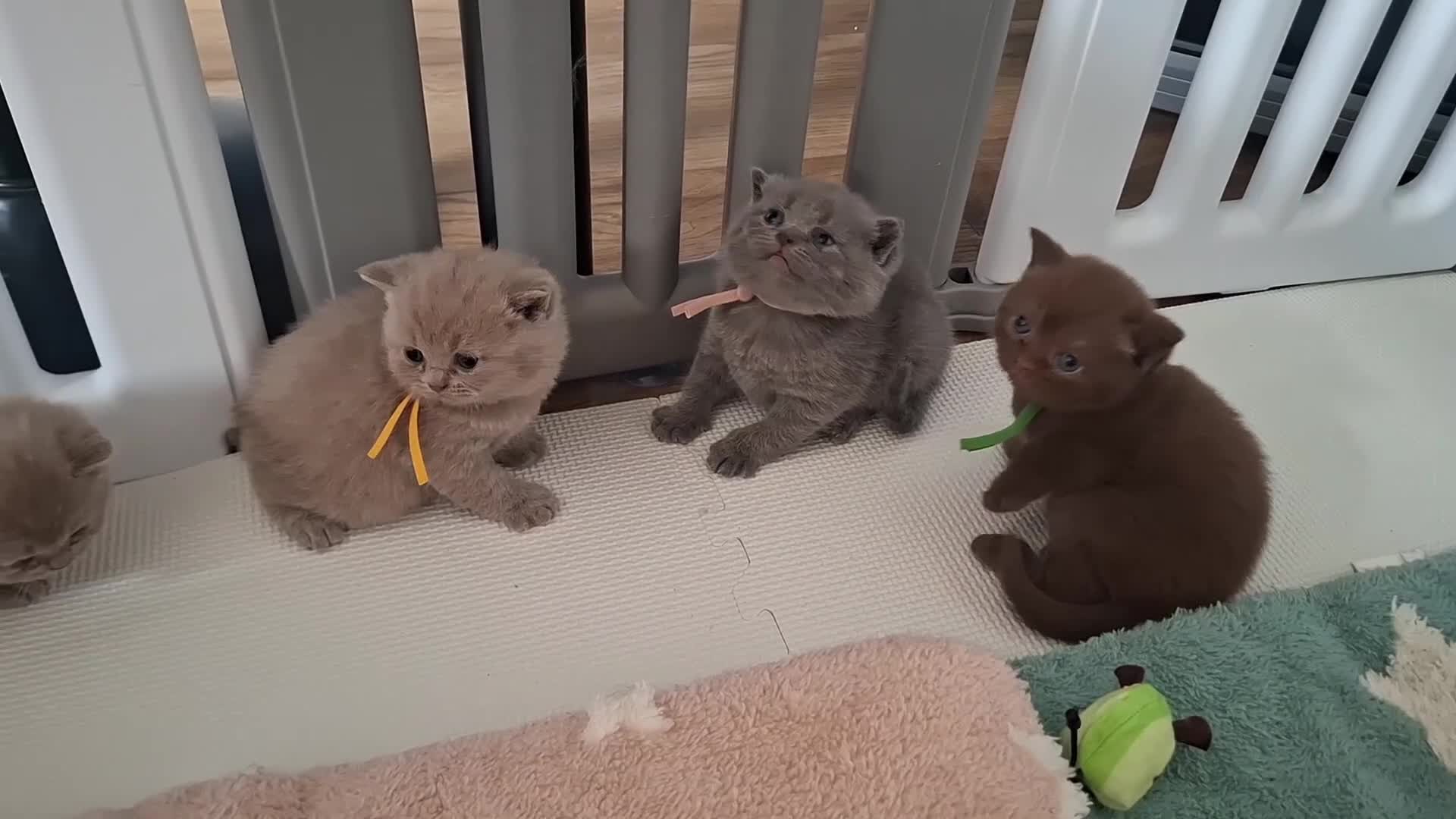 British Shorthair cats for sale: TOP QUALITY CHAMPION🏆 BRITISH SHORTHAIR KITTENS in Swadlincote - Video 1