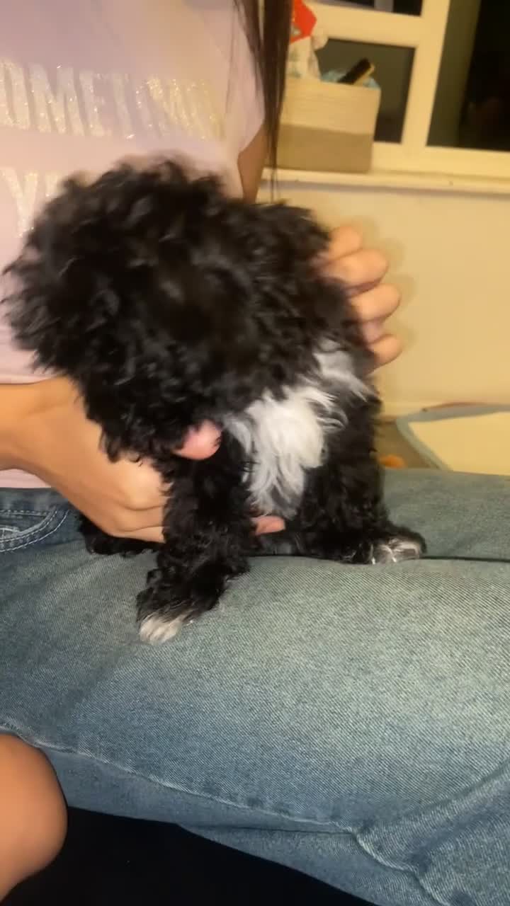 Mixed Breed dogs for sale: Beautiful playful puppy  - Video 1