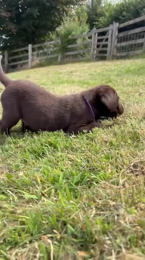 Labrador Retriever dogs for sale: 2 girls available Extenively health Tested READY - Video 1