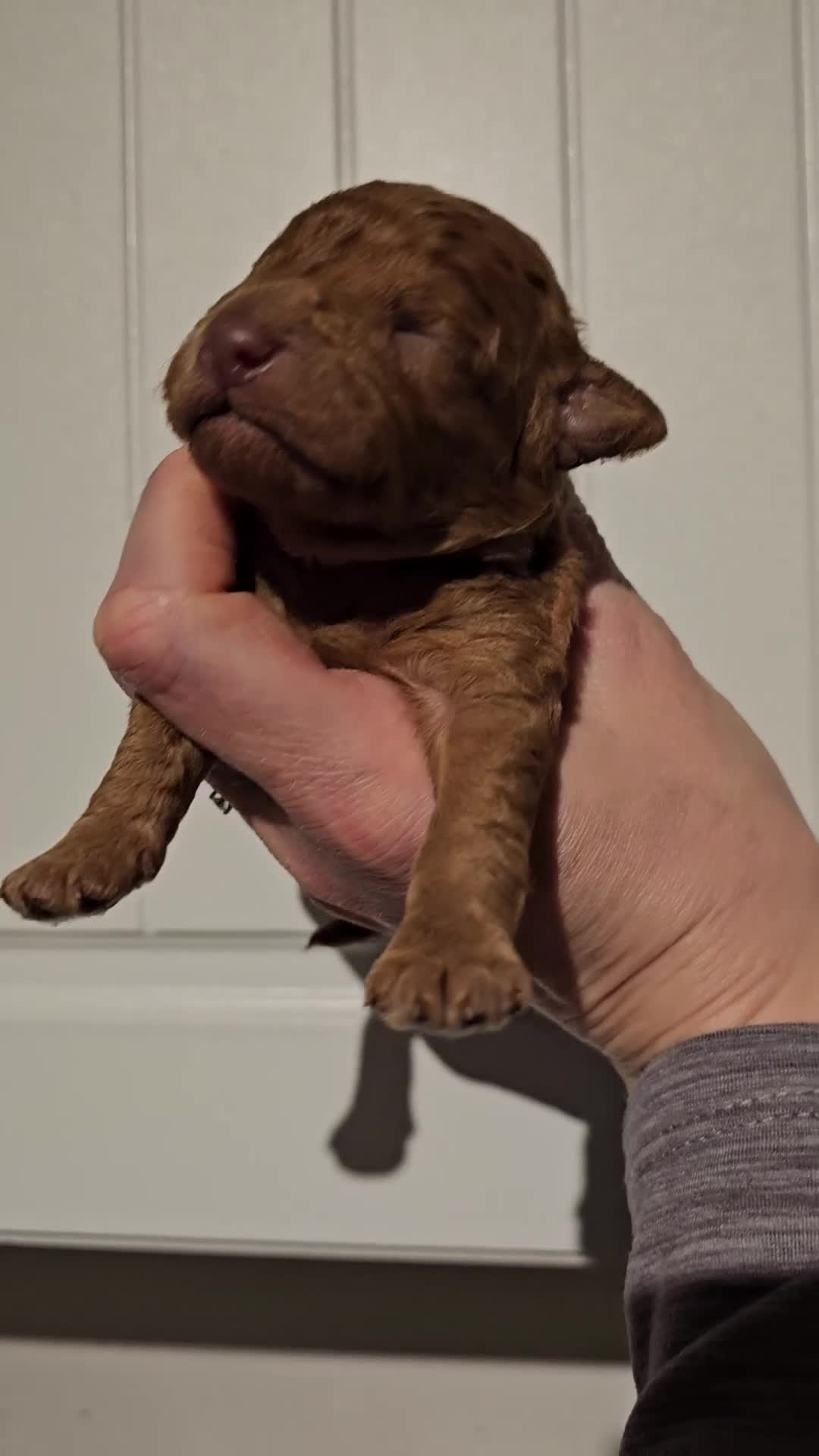 Cavapoo dogs for sale: Stunning Quality F1b Cavapoos - Video 2