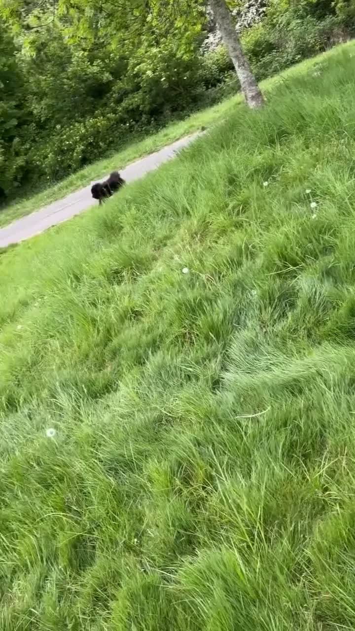 Chow Chow dogs for sale: Loving Chow Chow - Video 3