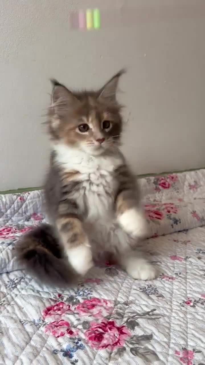 Maine Coon cats for sale: Full Maine Coon Kittens - Video 1