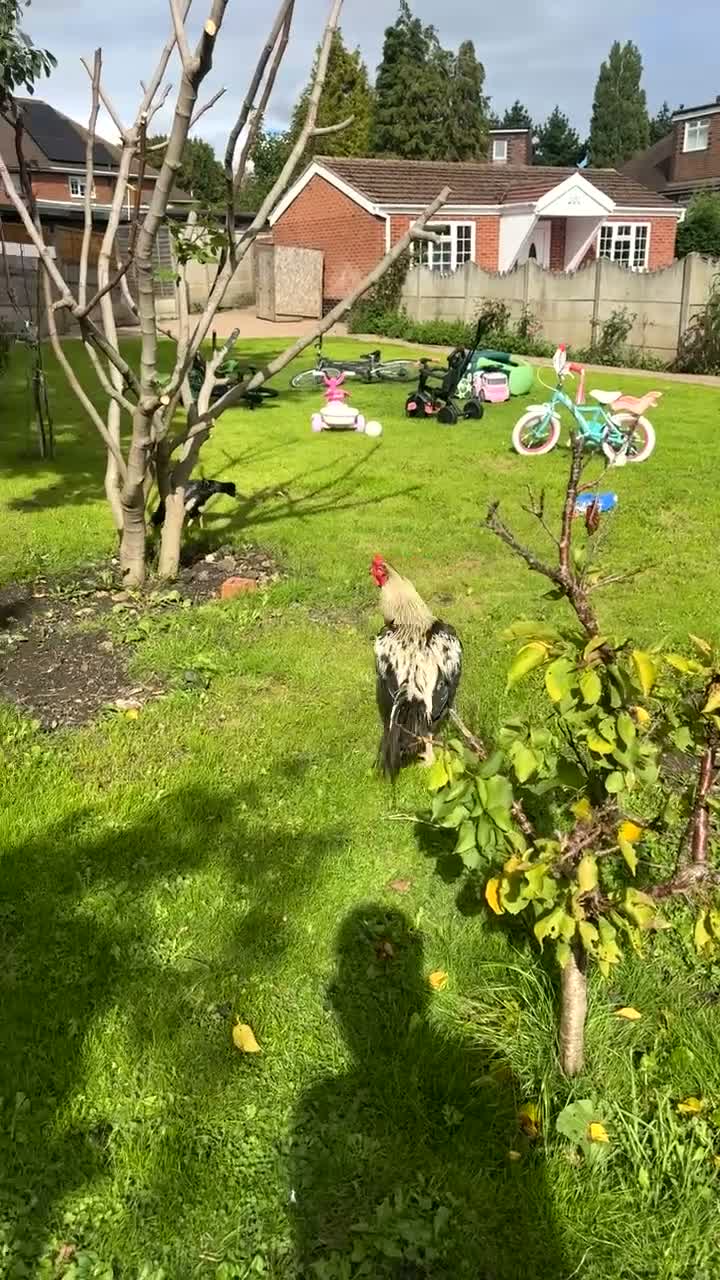 Chickens poultry for sale: Aseel chicken - Video 2