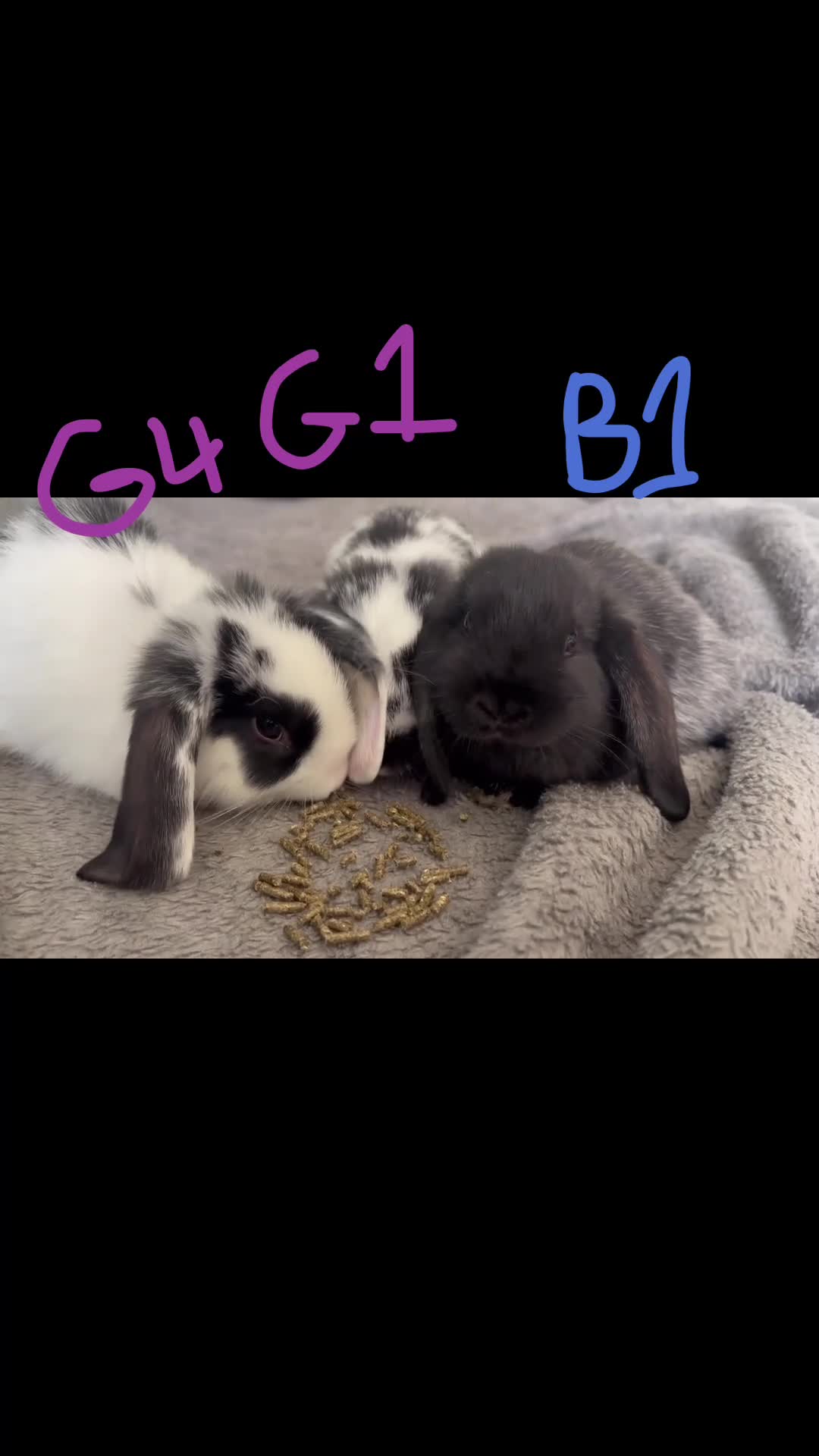 Mini Lop rabbits for sale: 6 Beautiful mini lops available now🐰 - Video 1