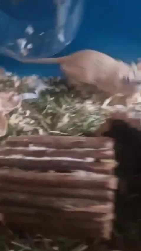 Gerbil rodents for sale: 2 friendly gerbils  - Video 1