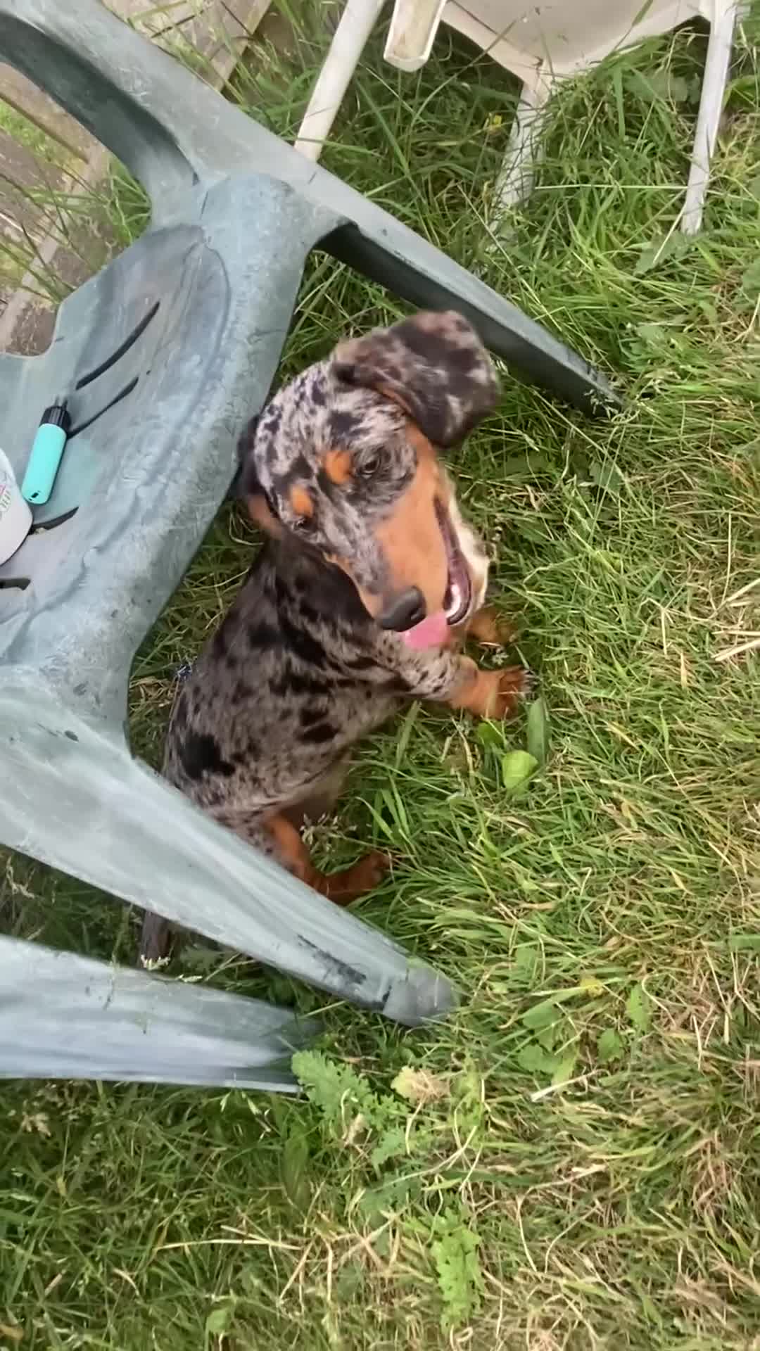 Dachshund dogs for sale: Stunning litter of Dachshund puppies  - Video 2