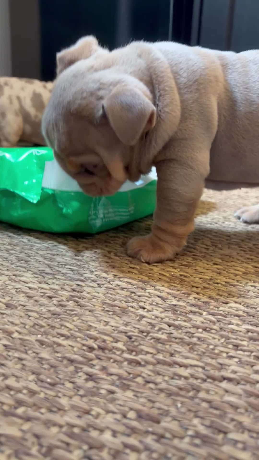 English Bulldog dogs for sale: Bulldog Pups 1boy remaining ready to leave  - Video 1