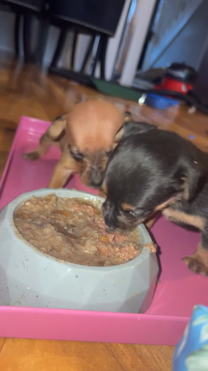 Mixed Breed dogs for sale: Dachshund x Chihuahua - Video 1