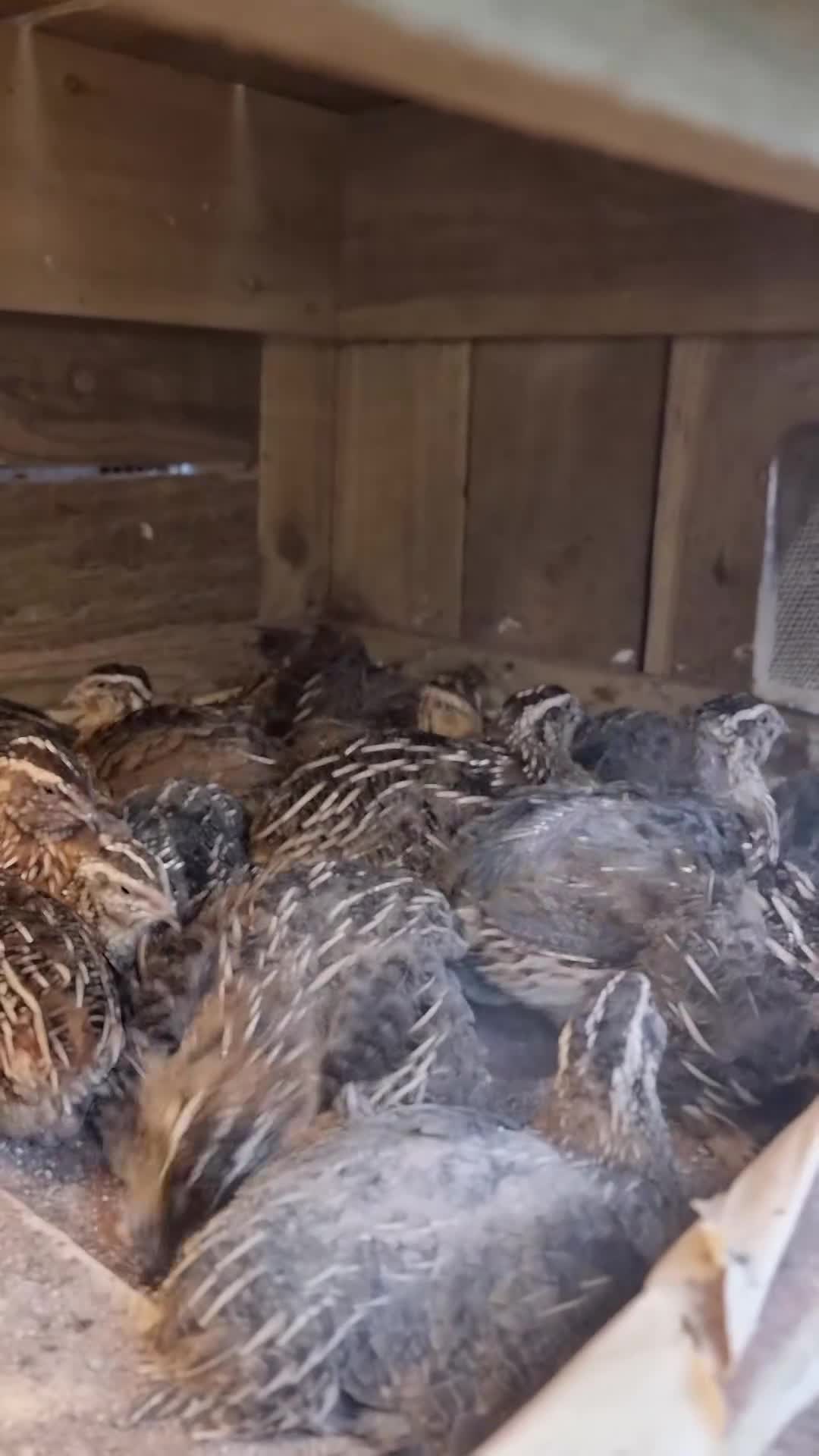 Quail poultry for sale: 🐣 Live Coturnix Jumbo Quail for Sale - Video 2