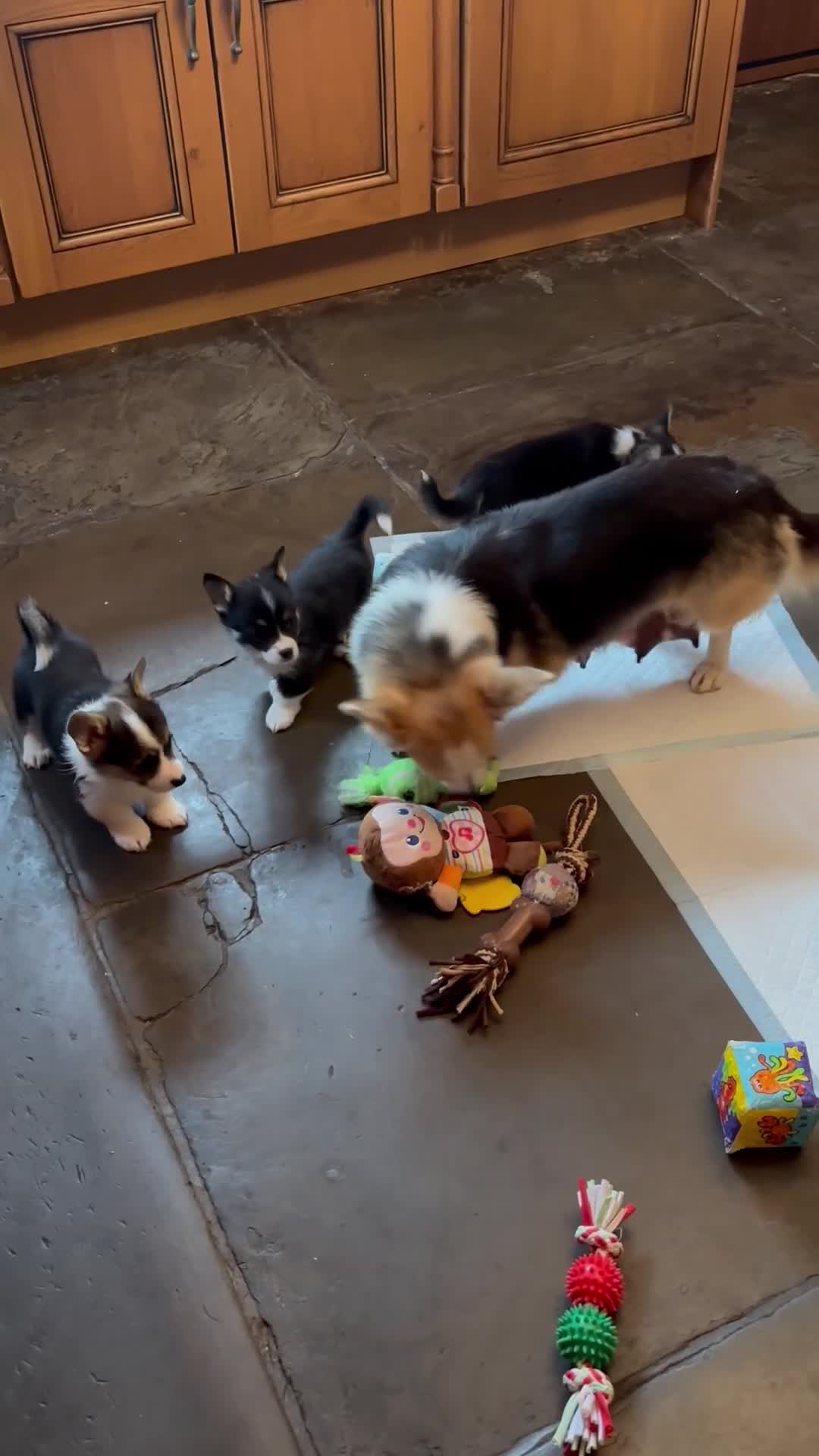 Welsh Corgi Pembroke dogs for sale: Pedigree, health tested parents, licensed breeder - Video 3