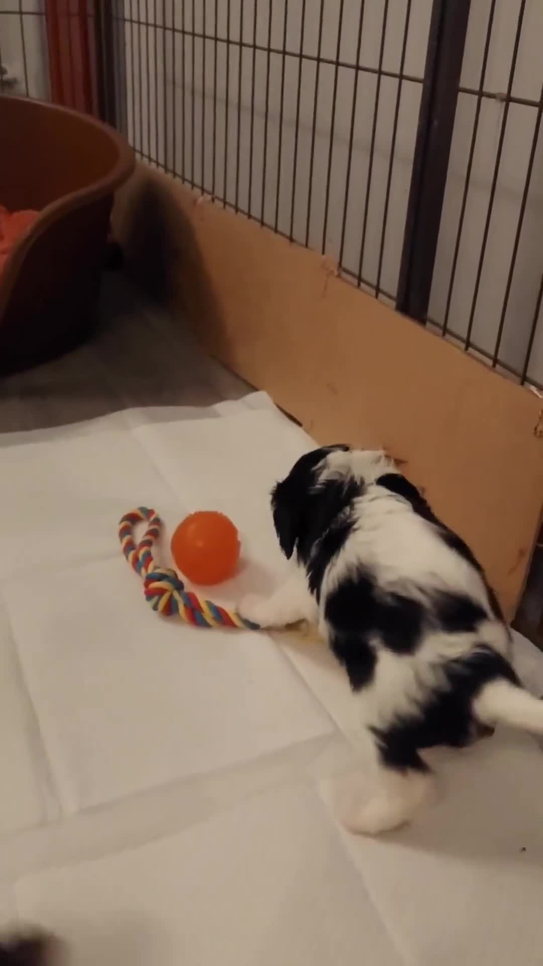 Cavalier King Charles Spaniel dogs for sale: GREAT QUALITY CKCS PUPPIES ( DWKC REGISTERED)/DNA - Video 4