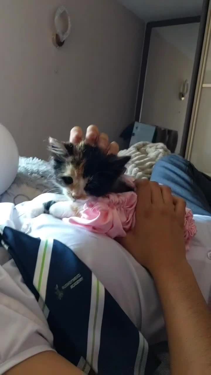Mixed Breed cats for sale: Mimi beautiful timid kitten  in Leicester - Video 1