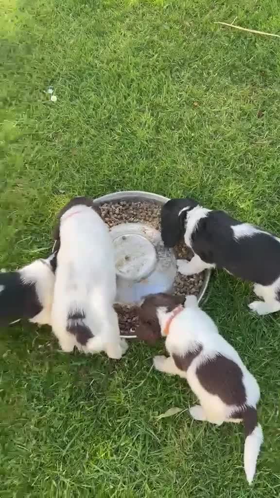English Springer Spaniel dogs for sale: English Springer Spaniel ****** - Video 2