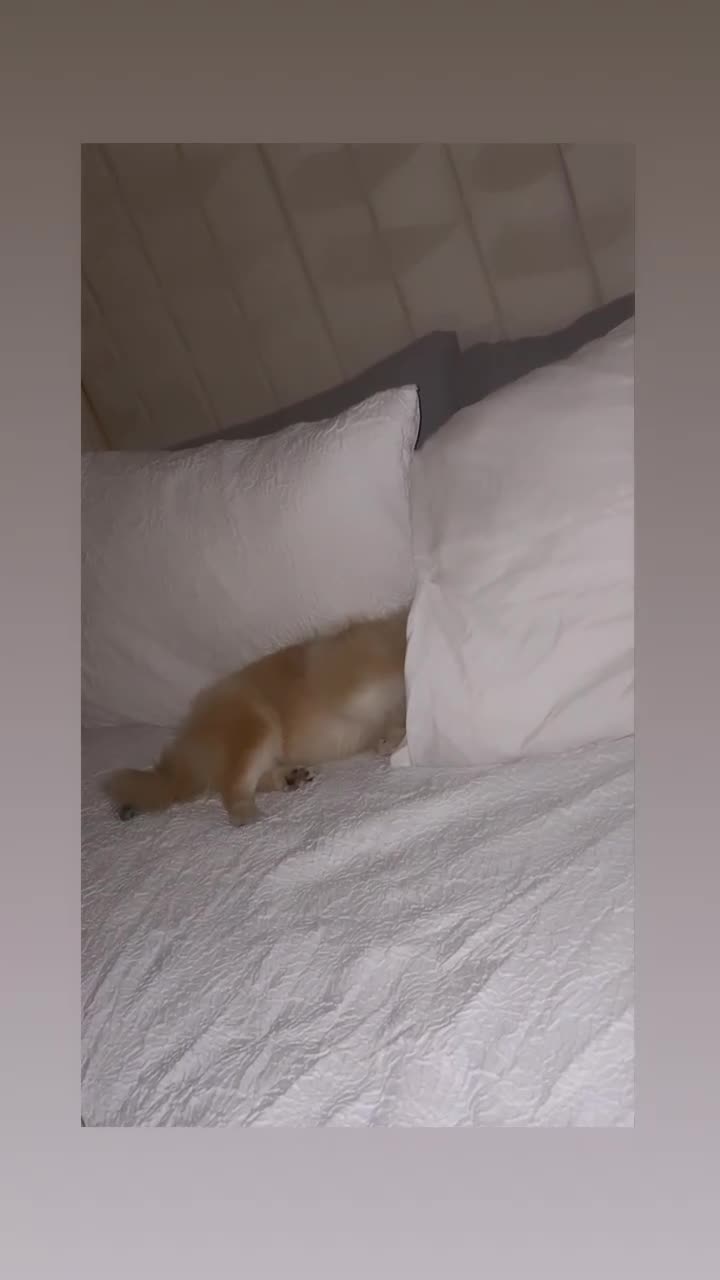 Pomeranian dogs for sale: Lucià - Video 1