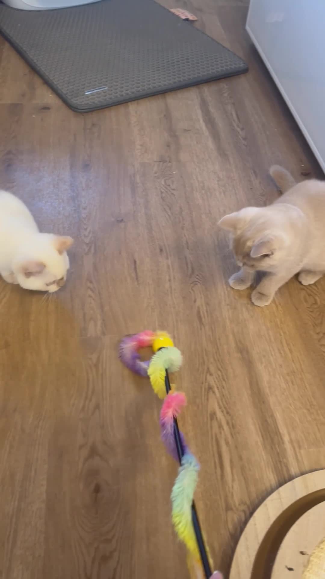 British Shorthair cats for sale: British shorthair rare colors  - Video 1