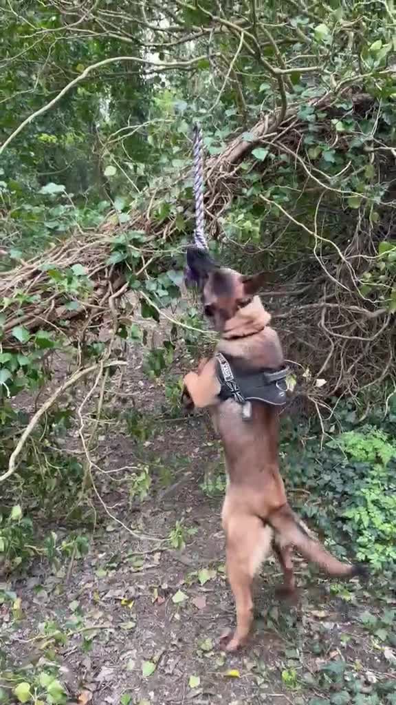 Belgian Shepherd Dog dogs for sale: Belgium Malinois - Video 1