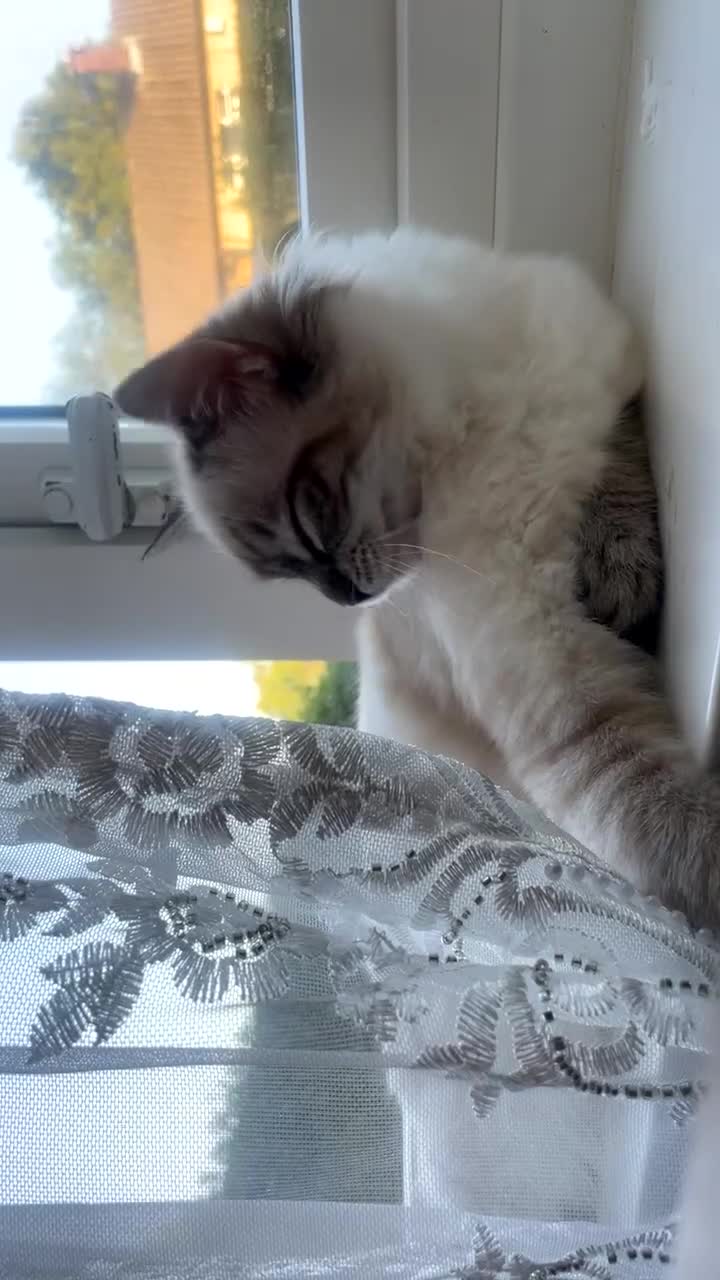 Ragdoll cats for sale: Beautiful pure ragdoll kitten looking for a home  - Video 2