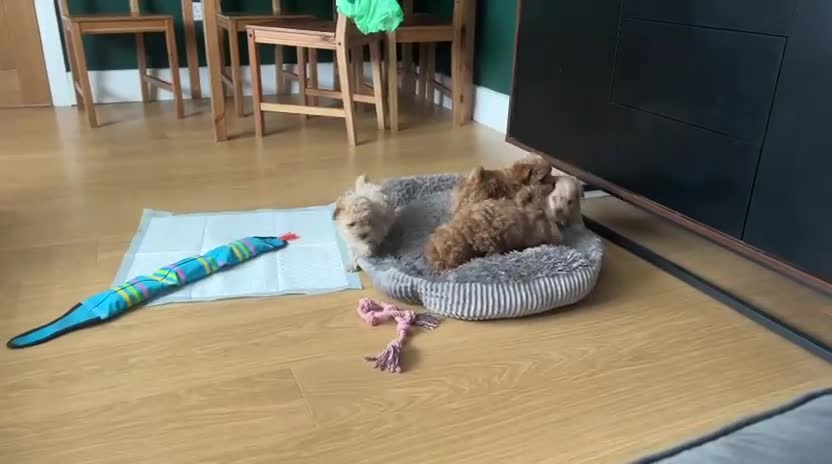 Maltipoo dogs for sale: ✨ 1 MALE LEFT Tiny Asian F1B Maltipoo Puppies ✨ - Video 1