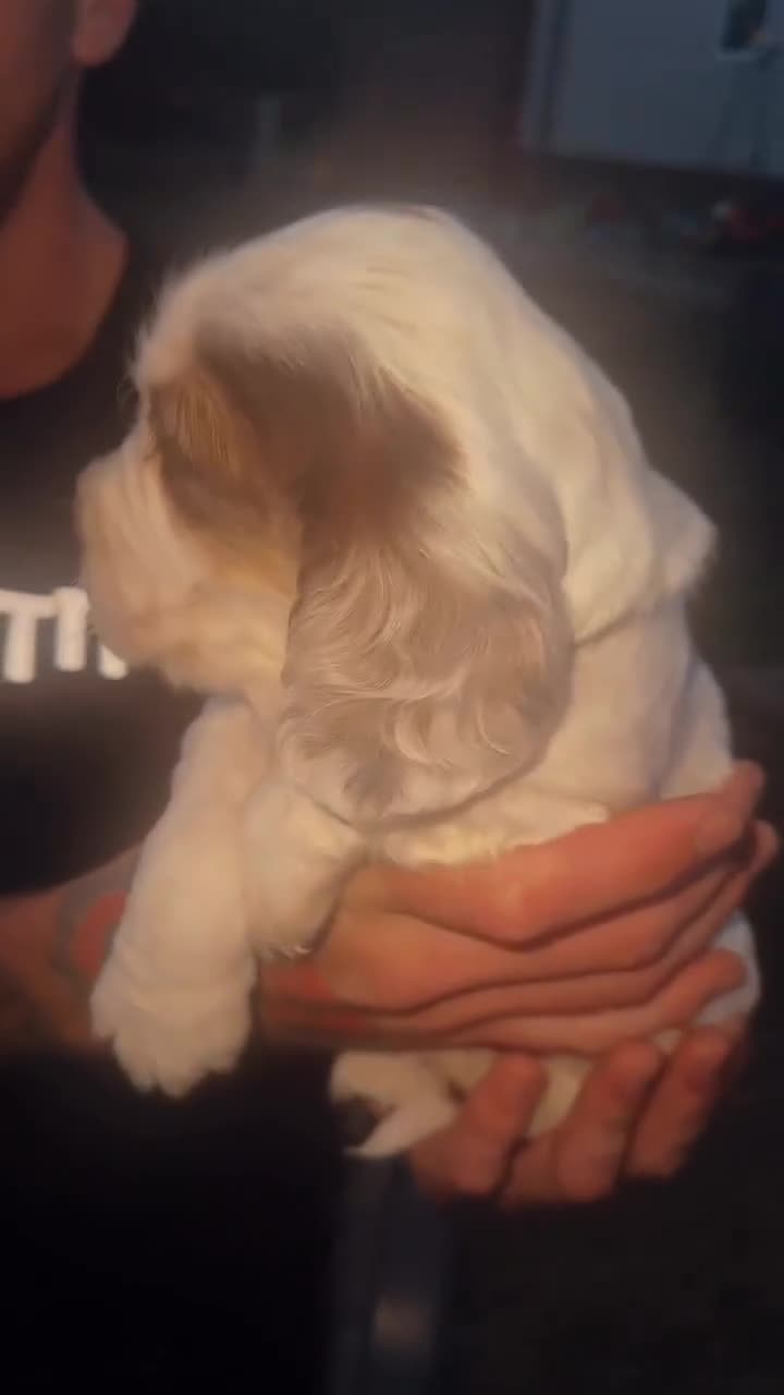 Sprocker dogs for sale: Sproker spaniel make pup - Video 1