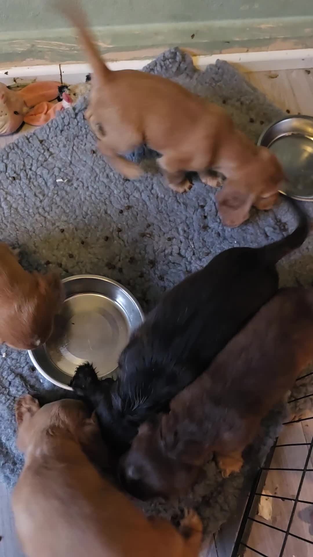 Cocker Spaniel dogs for sale: Stunning cocker spaniel puppies 2 boys left  - Video 1