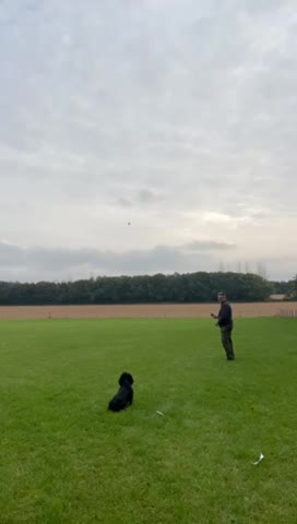 Cocker Spaniel dogs for stud: KC REGISTERED WORKING COCKER AVAILABLE AT STUD in New Milton - Video 2