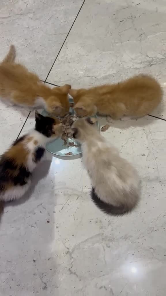 Mixed Breed cats for sale: 4 kittens mixed breed in Greenford - Video 1