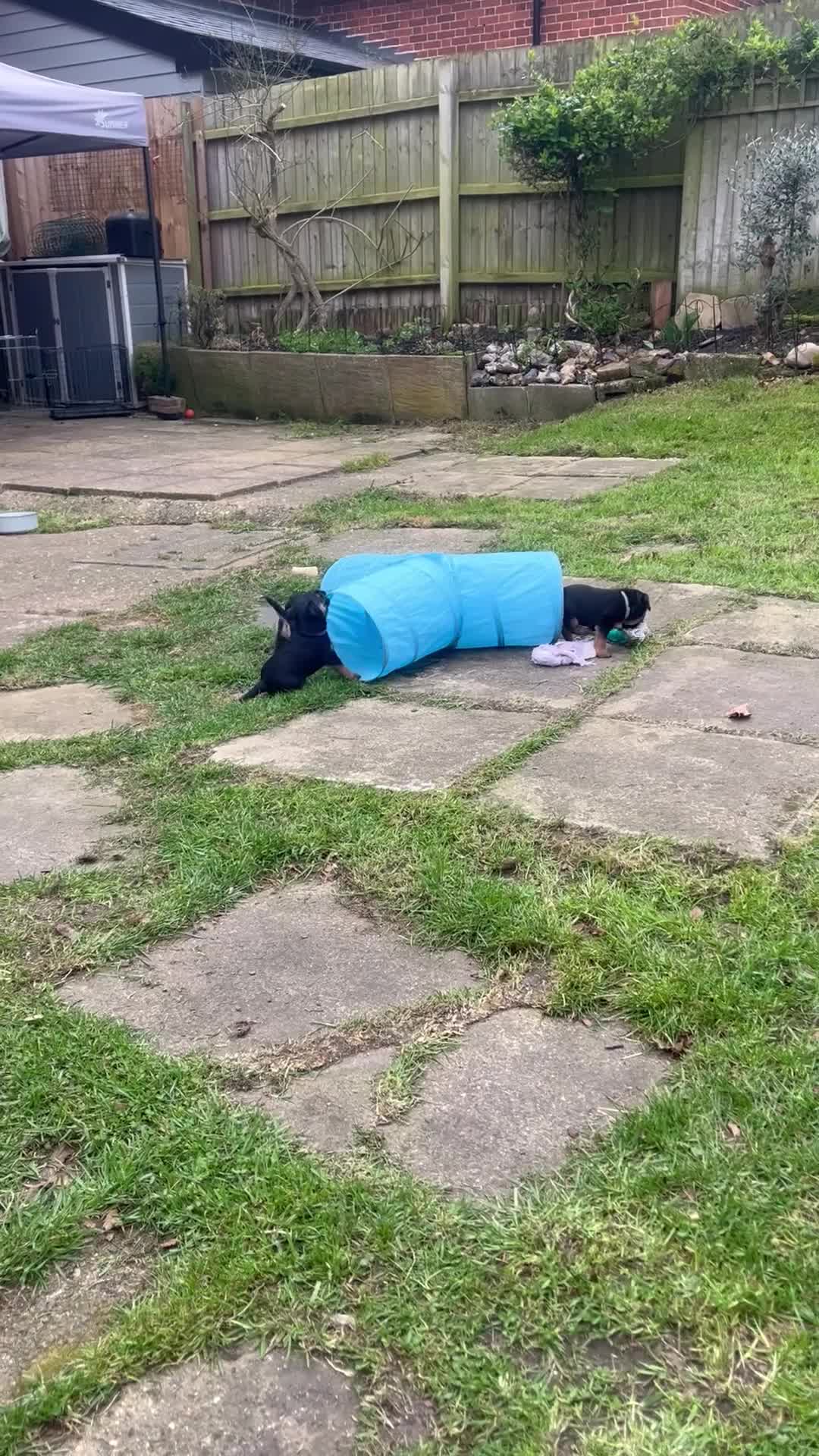 Border Terrier dogs for sale: Gorgeous Border Terrier girls - Video 2