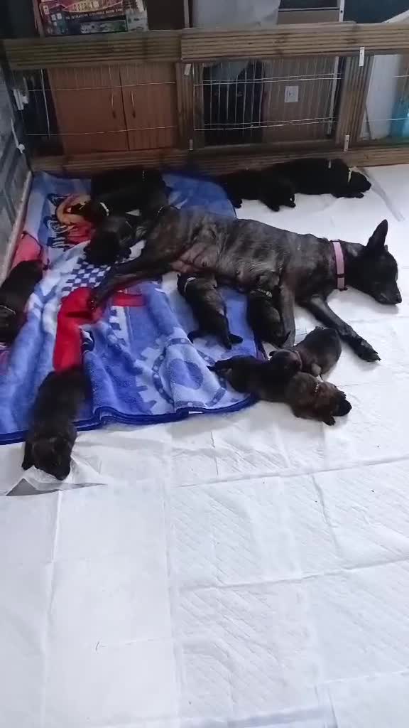 Mixed Breed dogs for sale: German shepherd x dutch shepherd  in Grimsby - Video 1
