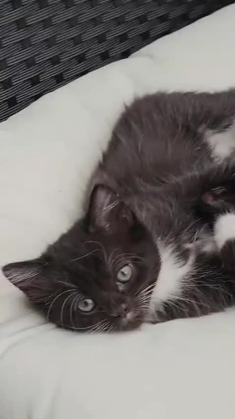 Mixed Breed cats for sale: 2 little Kitten for sale - Video 1