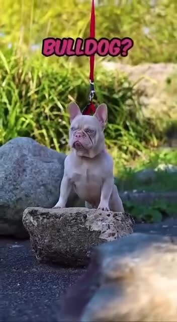 French Bulldog dogs for stud: King pink visual pink and tan proven stud  - Video 1