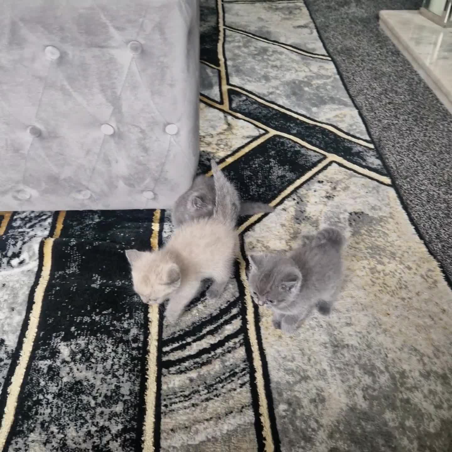 British Shorthair cats for sale: Chunky bsh kittens ready to leave now ❤️  - Video 2