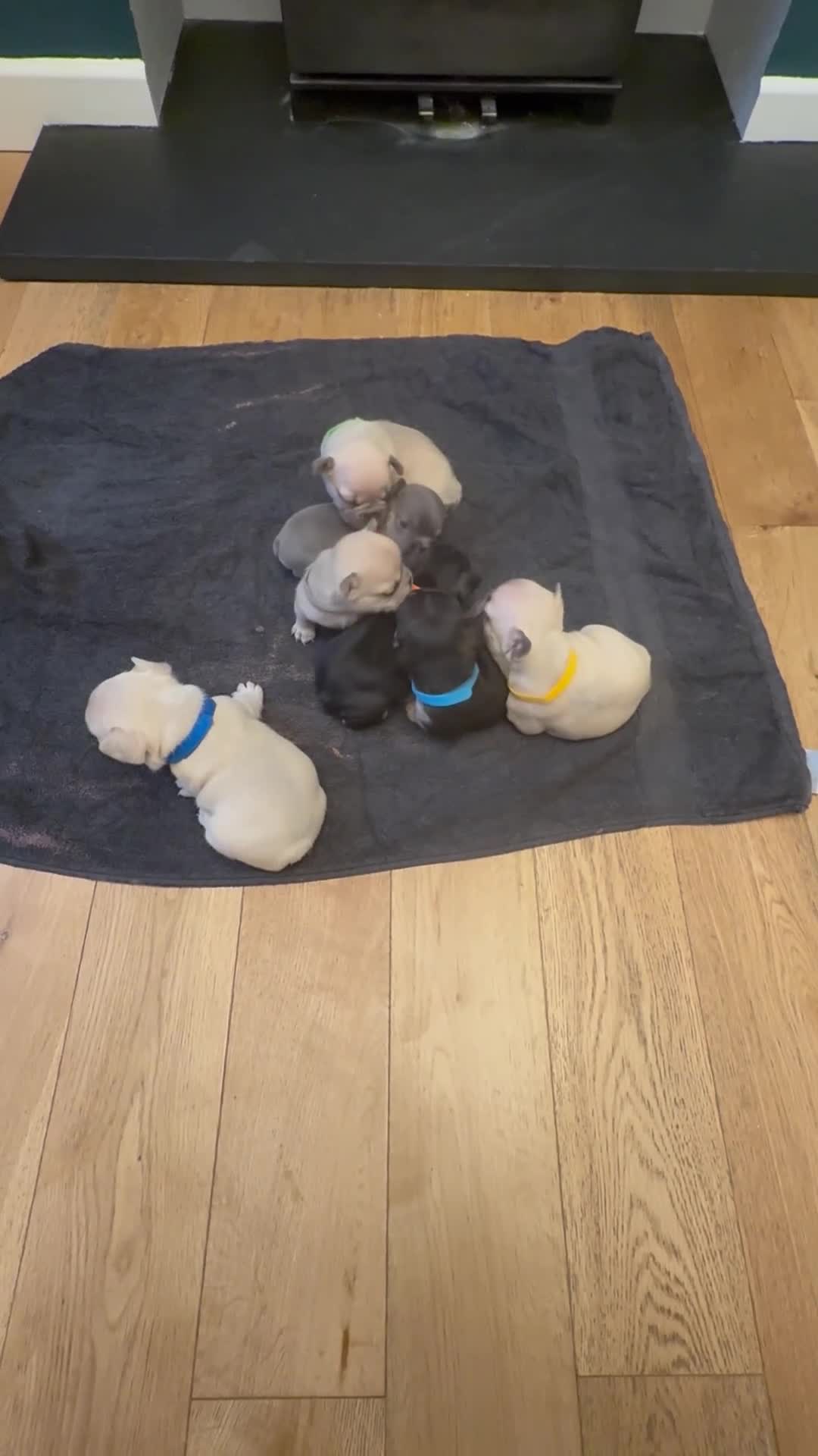 French Bulldog dogs for sale: Beautiful Pups – Looking for Their Forever Homes - Video 1