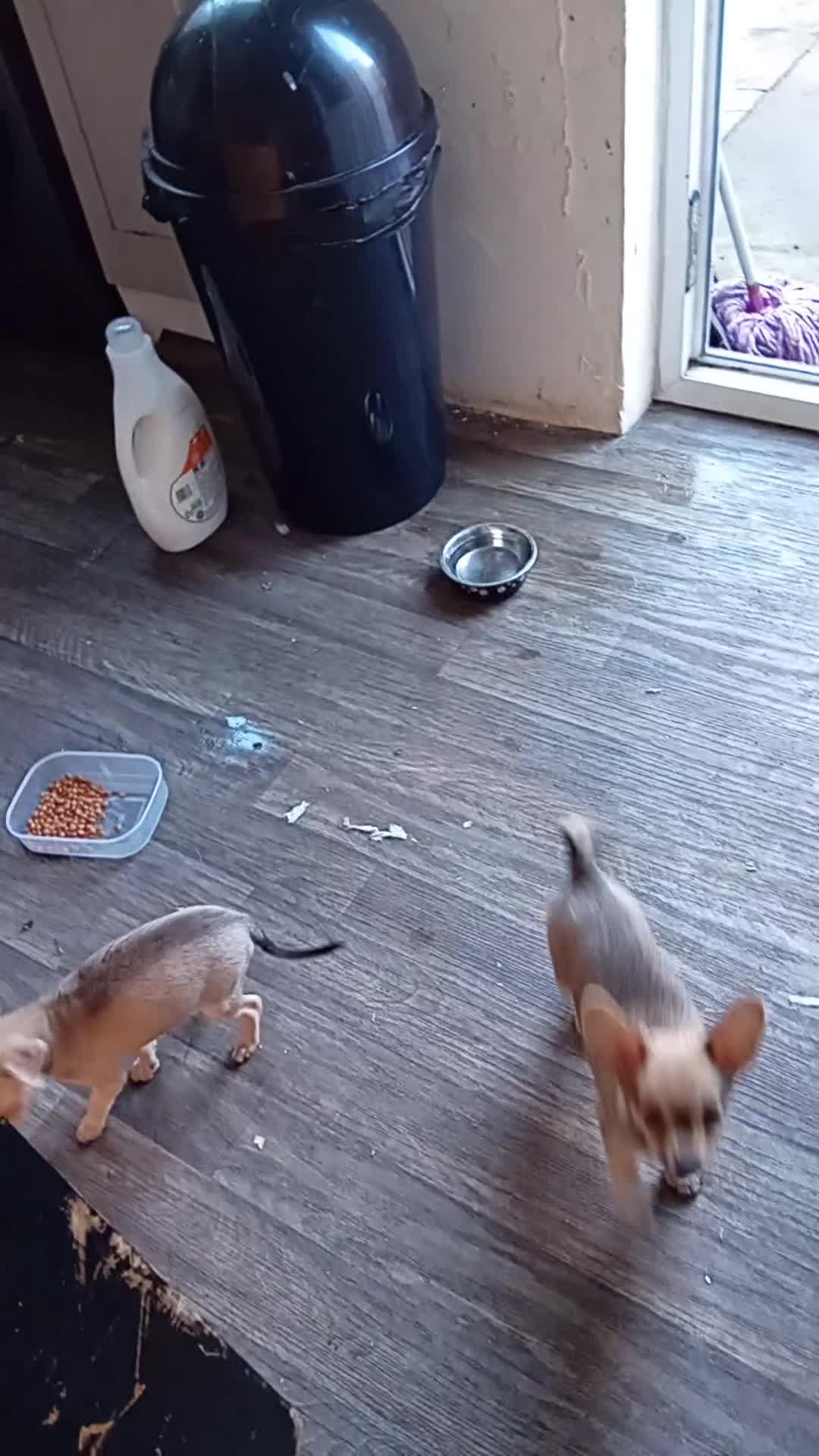 Miniature Pinscher dogs for sale: Mini pinscher for sele  - Video 4