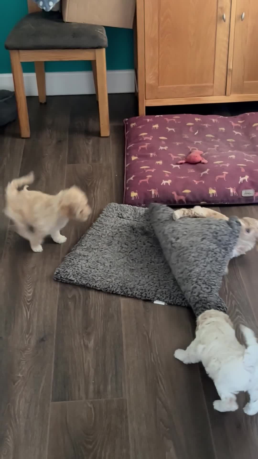 Poochon dogs for sale: Poochon Puppies - Video 1