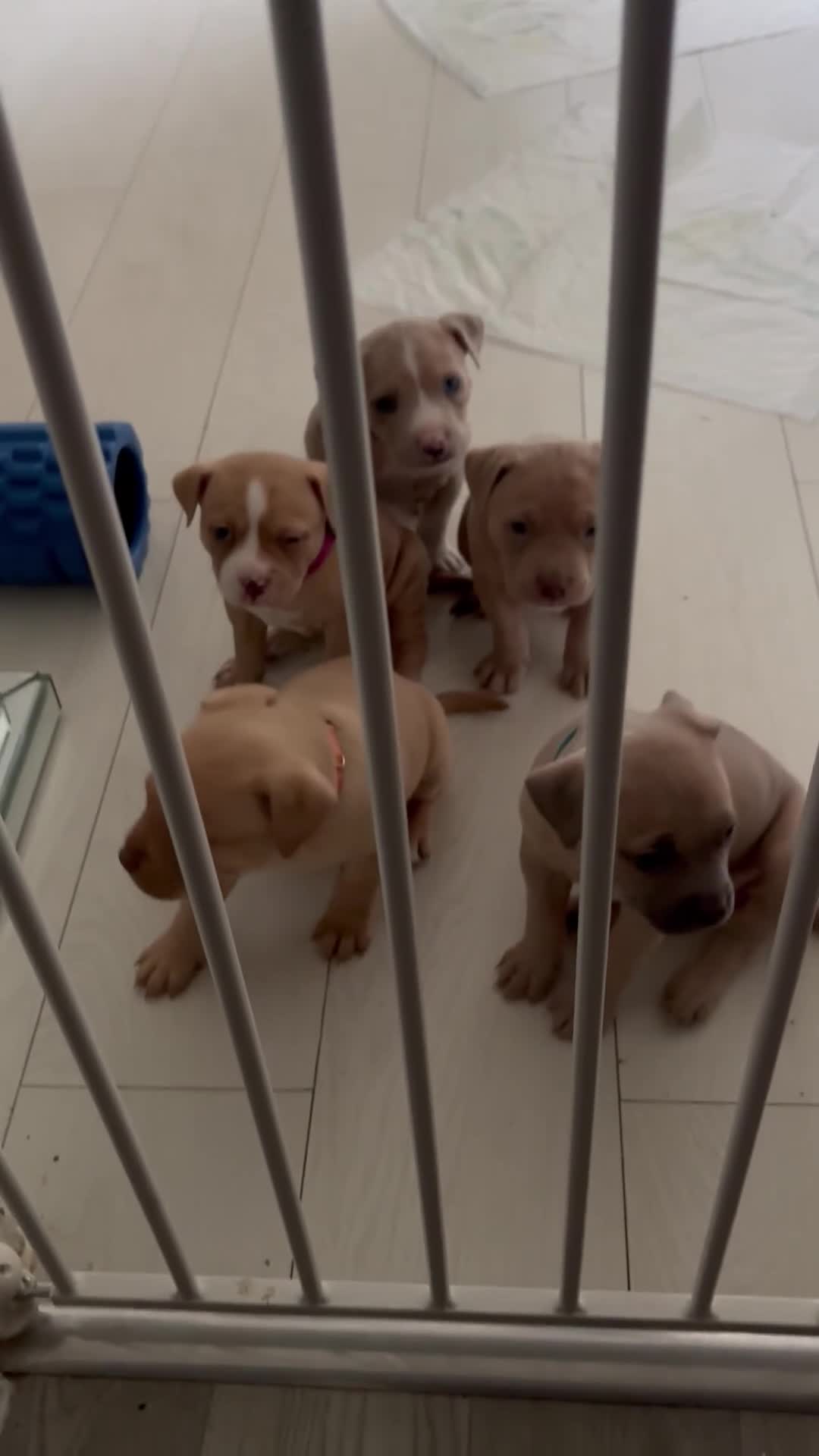 American Bully dogs for sale: Pocket bully pups ready for they forever home  - Video 2
