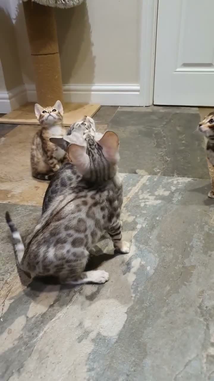 Bengal cats for sale: 🐆🐆Beautiful Pedigree Bengal Kittens🐆🐆  - Video 1
