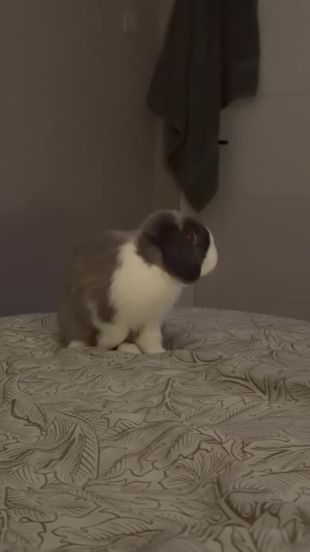 Mini Lop rabbits for sale: Mini lop Boy looking for forever home 💙 in Warrington - Video 3