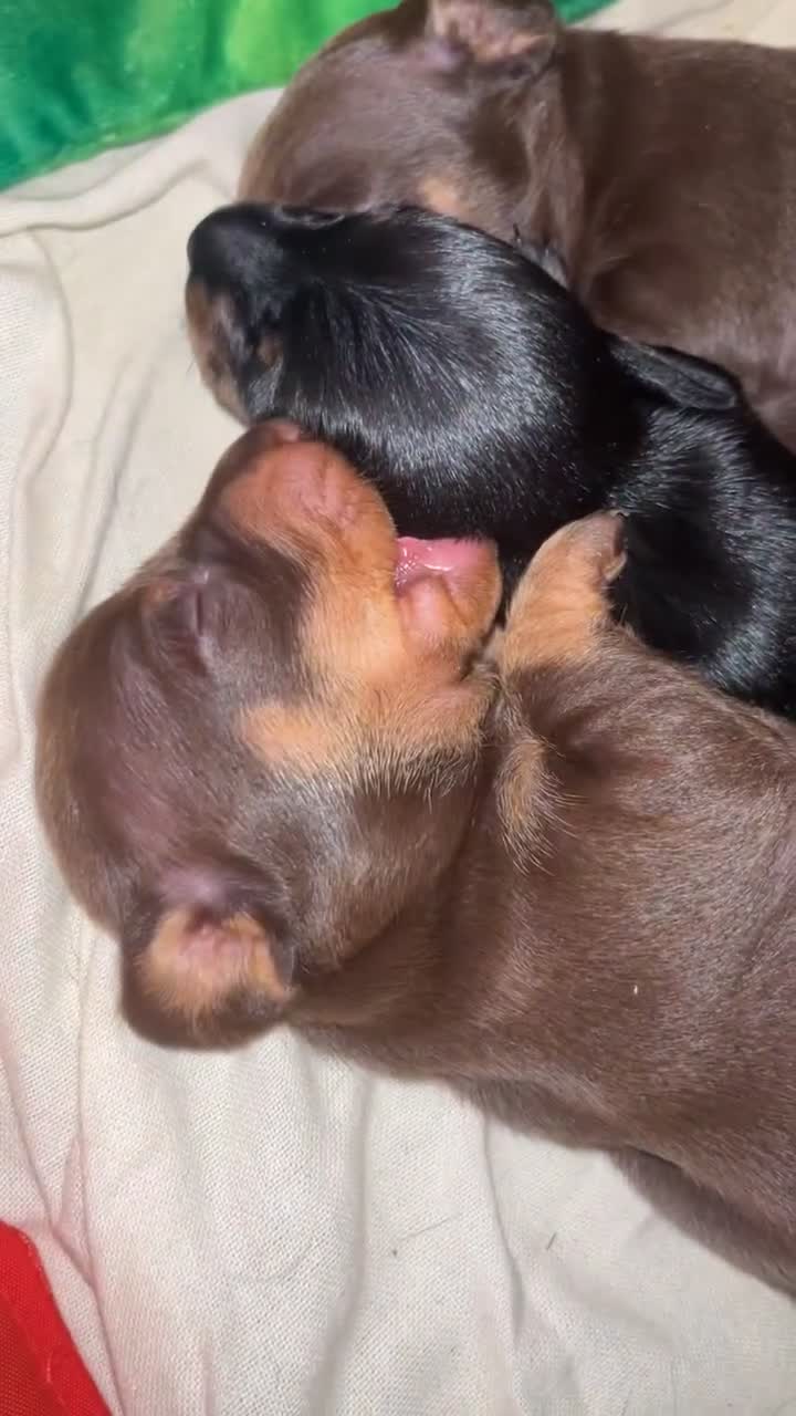 Miniature Dachshund dogs for sale: Dachshund puppies  - Video 1