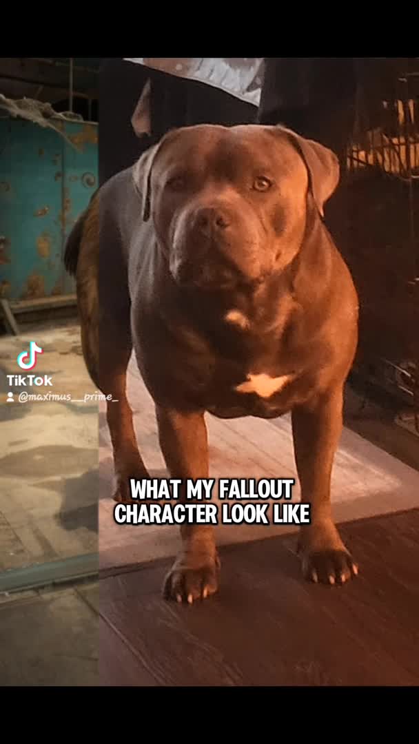 Staffordshire Bull Terrier dogs for stud: Maximus Prime ready for Stud in Birmingham - Video 3