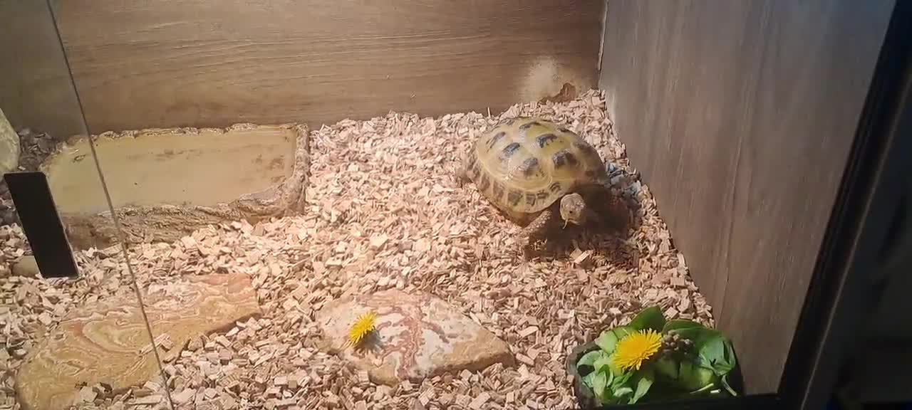 Tortoise reptiles for sale: Horsefield Tortoise in Derby - Video 1