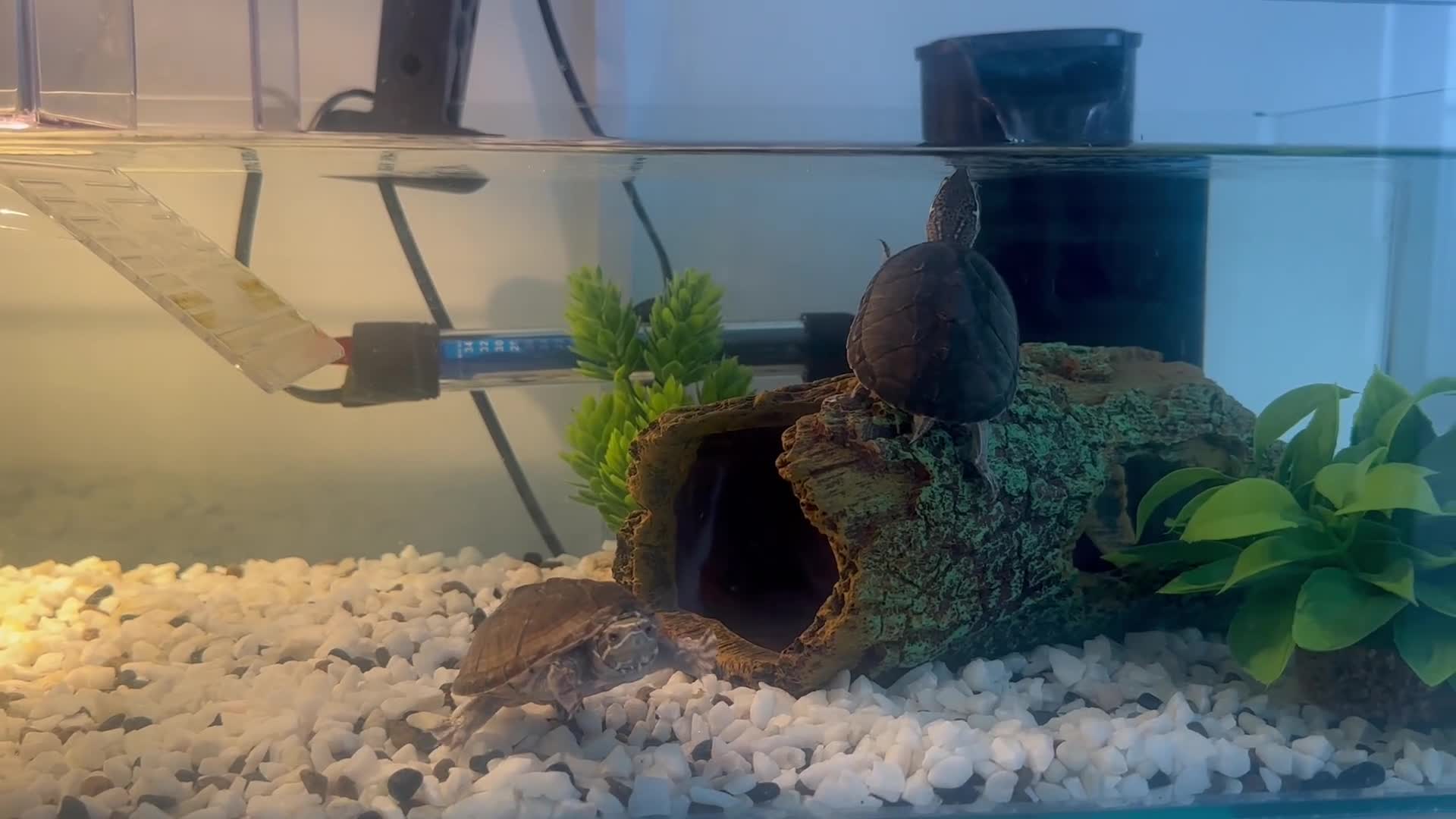 Turtle reptiles for sale: 2 musk turtles in Dudley - Video 1