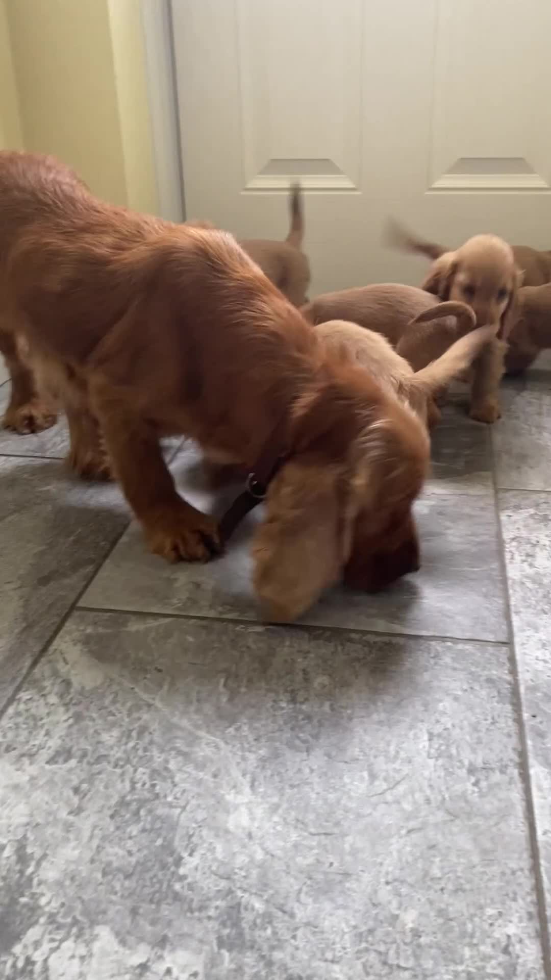 Cocker Spaniel dogs for sale: OUT STANDING GOLDEN SHOW TYPE COCKER SPANIEL  - Video 4