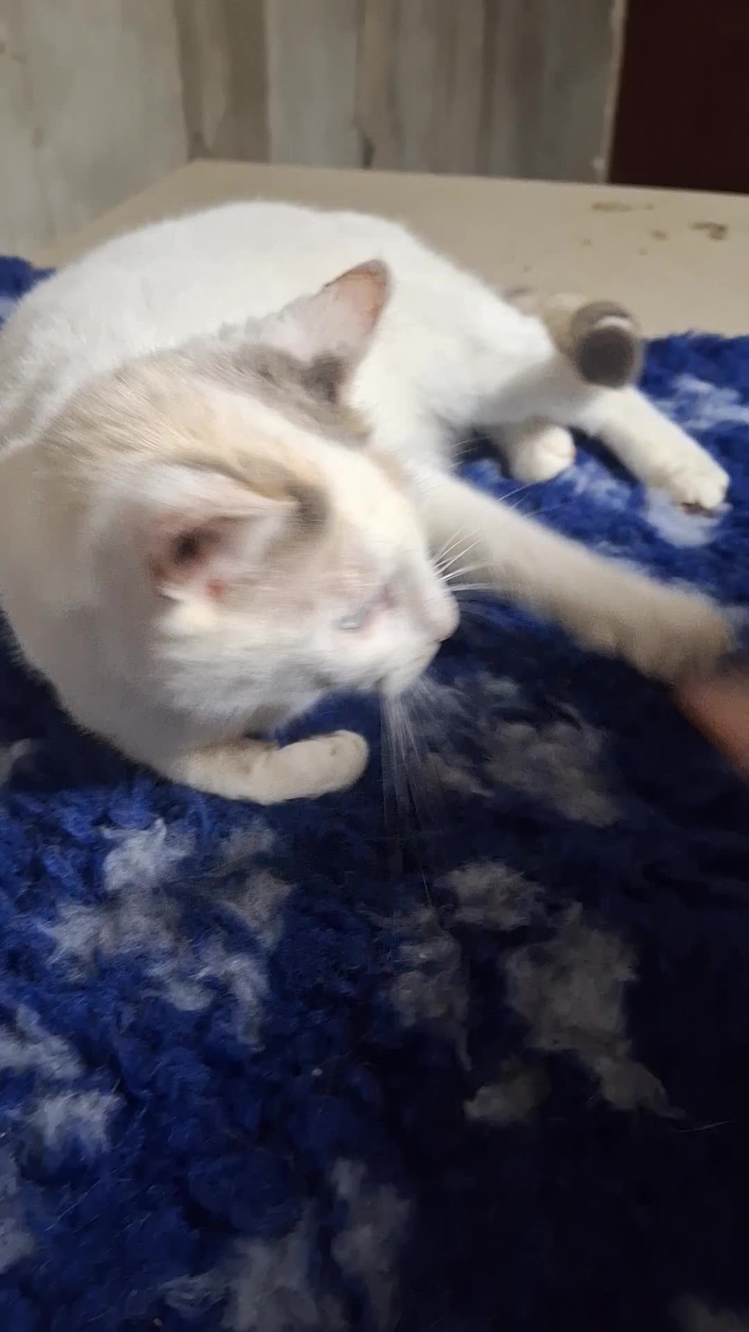 Mixed Breed cats for adoption: Pretty Pearl in Hook - Video 1