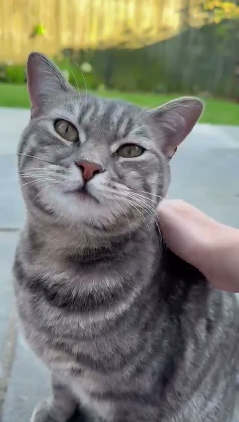 Mixed Breed cats for sale: Brothers looking for a new home in Bath - Video 1