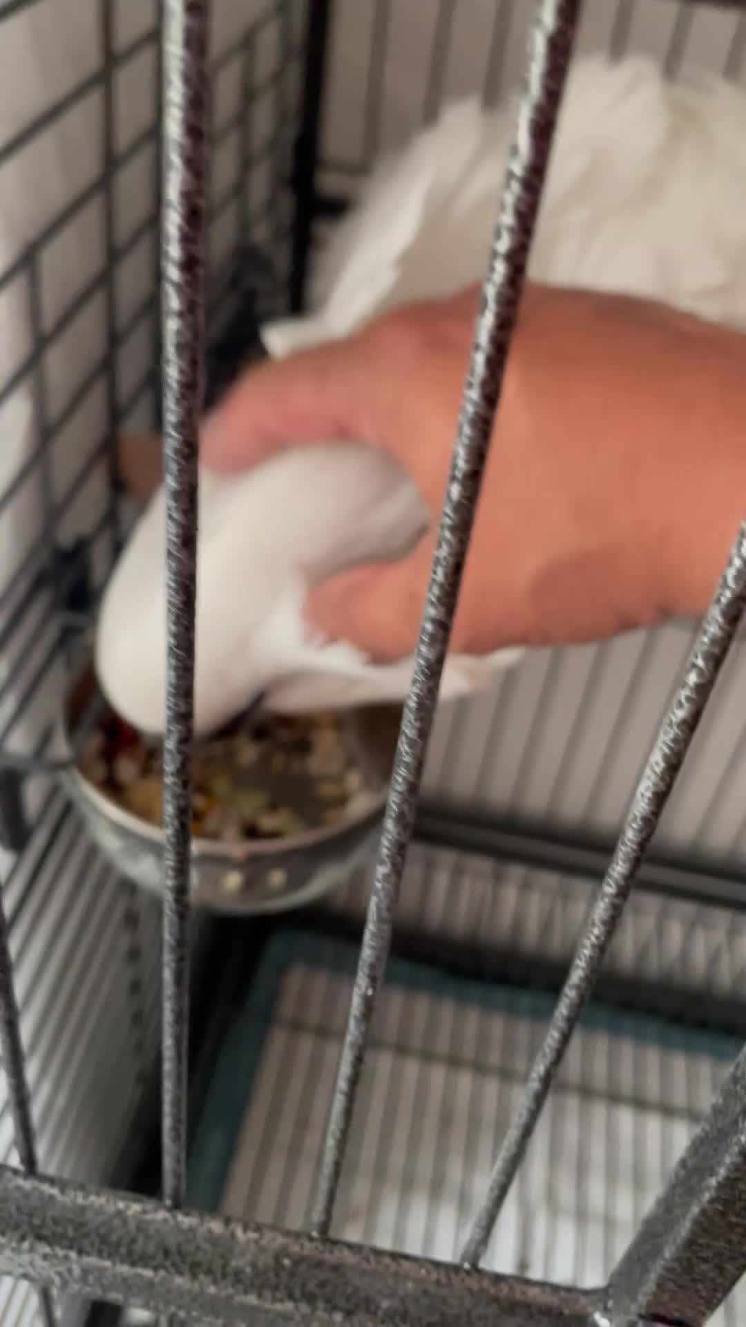 Cockatoo birds for sale: Tame and talkative umbrella cocktoo - Video 1