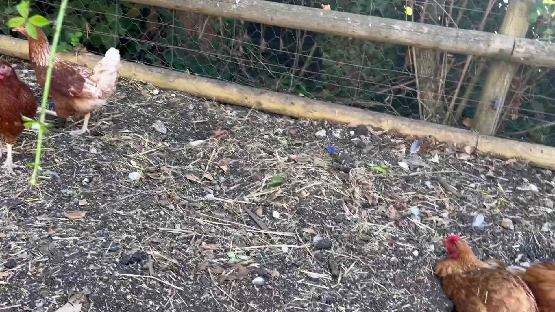 Chickens poultry for sale: Point of lay hens  - Video 1