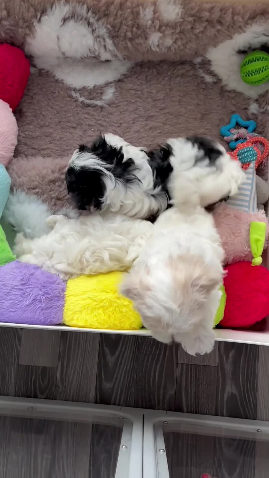 Maltipoo dogs for sale: 2 Left Exceptional Micro Asian Maltipoo’s, girls  - Video 4