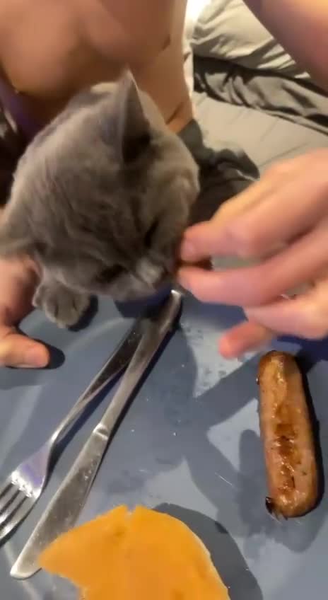 British Shorthair cats for stud: British shorthair STUD in Altrincham - Video 1